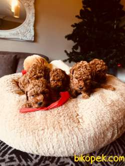 APRİCOT VE RED BROWN POODLE BABY 3