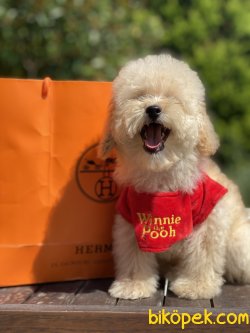 Apricot Xs Toy Poodle Anne Baba 3,5 Kg 1
