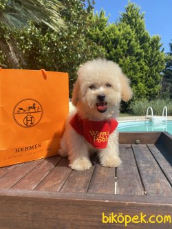 Apricot Xs Toy Poodle Anne Baba 3,5 Kg 3