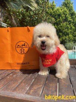 Apricot Xs Toy Poodle Anne Baba 3,5 Kg 5