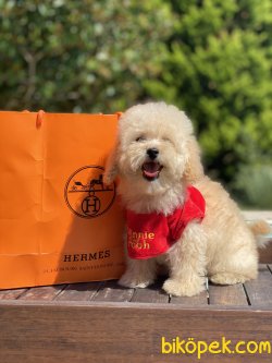 Apricot Xs Toy Poodle Anne Baba 3,5 Kg 4