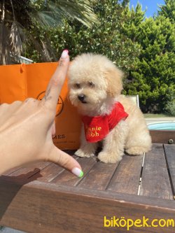 Apricot Xs Toy Poodle Anne Baba 3,5 Kg 2