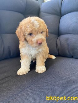 Apricote Toy Poodle Microchipli Orjinal 4