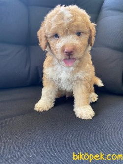 Apricote Toy Poodle Microchipli Orjinal 2