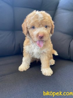 Apricote Toy Poodle Microchipli Orjinal 1