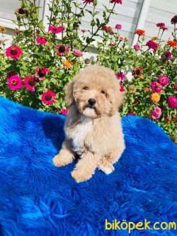 APRİKOT TOY POODLE YAVRULARIMIZ SİZLERLE 2