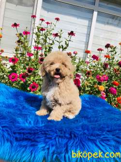 APRİKOT TOY POODLE YAVRULARIMIZ SİZLERLE 1