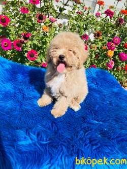 APRİKOT TOY POODLE YAVRULARIMIZ SİZLERLE 3