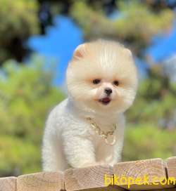 Tedy Bear Pomeranian