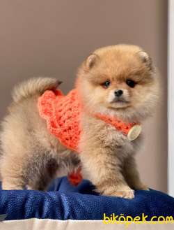 Tedy Bear Pomeranian 3