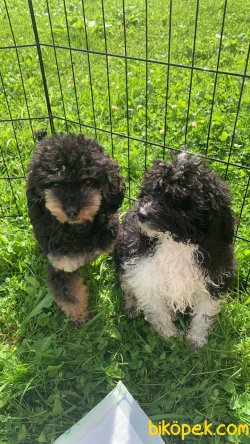 Arlequin Nadir Renk Siyah Beyaz Toy Poodle 1