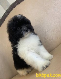 Arlequin Nadir Renk Siyah Beyaz Toy Poodle 2