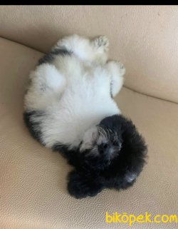 Arlequin Nadir Renk Siyah Beyaz Toy Poodle 3