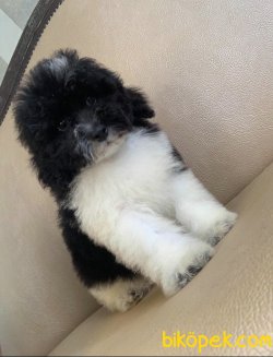 Arlequin Nadir Renk Siyah Beyaz Toy Poodle 4