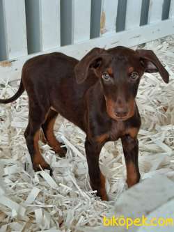ASALETLİ DOBERMAN YAVRULARI 3