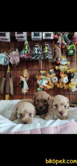 AŞIK OLMA GARANTİLİ TOY POODLE BEBEKLER 5