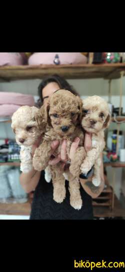 AŞIK OLMA GARANTİLİ TOY POODLE BEBEKLER 4