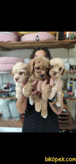 AŞIK OLMA GARANTİLİ TOY POODLE BEBEKLER 3