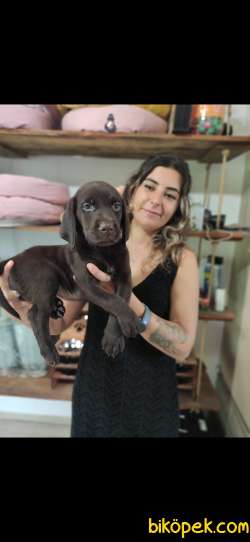 ASİL LABRADOR REHBER KÖPEK 5