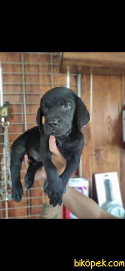 ASİL LABRADOR REHBER KÖPEK