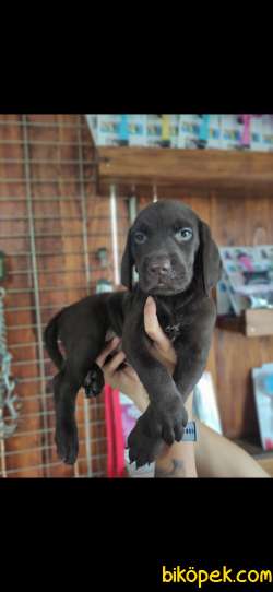 ASİL LABRADOR REHBER KÖPEK 3