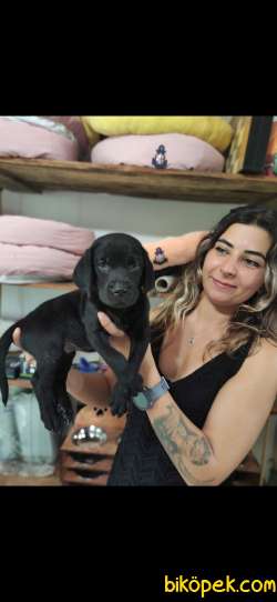 ASİL LABRADOR REHBER KÖPEK 2
