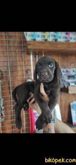 ASİL LABRADOR REHBER KÖPEK 4