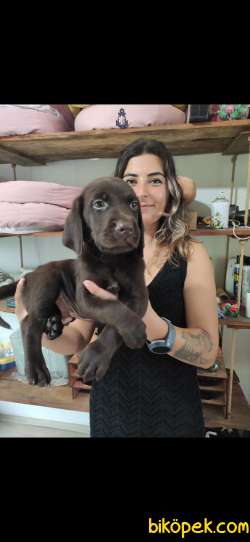 ASİL LABRADOR REHBER KÖPEK 3