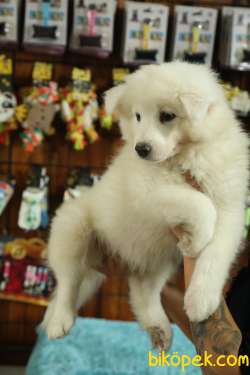 BURKEM'DEN ASİL SAMOYED BEBEKLER 1