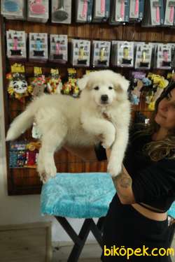 BURKEM'DEN ASİL SAMOYED BEBEKLER 3