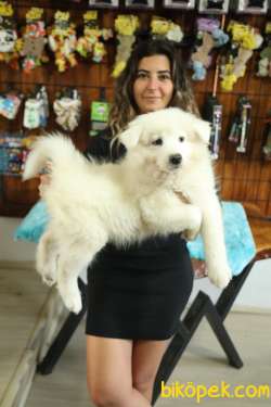 BURKEM'DEN ASİL SAMOYED BEBEKLER 2