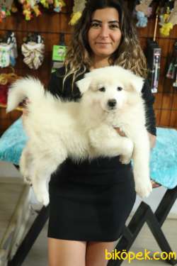 BURKEM'DEN ASİL SAMOYED BEBEKLER 5