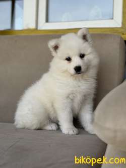 Asil Samoyed Bebekler 3