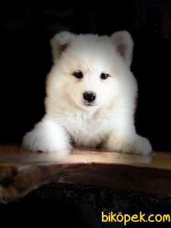 Asil Samoyed Bebekler 5