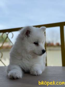 Asil Samoyed Bebekler 4