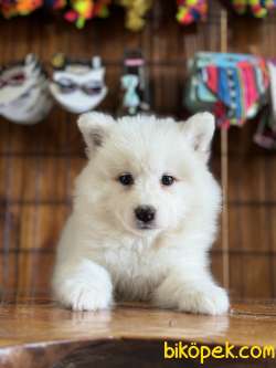 Asil Samoyed Bebekler