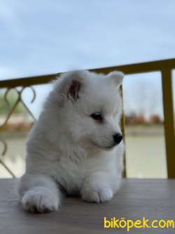 Asil Samoyed Bebekler 3