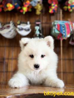 Asil Samoyed Bebekler 5