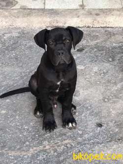 Asil Ve Cesur Cane Corso Yavruları 4