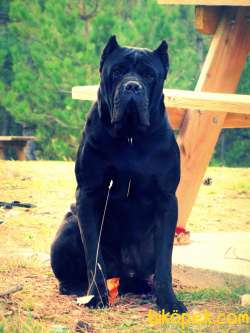 Asil Ve Cesur Cane Corso Yavruları 5