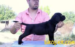 Asil Ve Cesur Cane Corso Yavruları 2