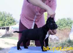 Asil Ve Cesur Cane Corso Yavruları