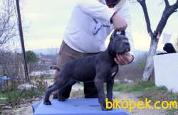 Asil Ve Cesur Cane Corso Yavruları 3