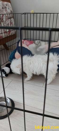 AŞILARI TAM GERCEK 3 AYLIK MALTA TERRIES 3