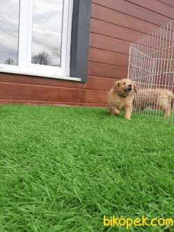 Aşıları Tam GOLDEN RETRIEVER YAVRULARI Kalıte Burda 2
