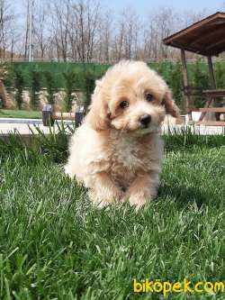 BABAY FACE  MALTİPO 2
