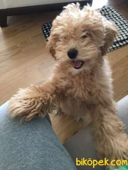 Aşıları Yapılmış Safkan Toy Poodle  3,5 Aylık 2