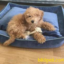 Aşıları Yapılmış Safkan Toy Poodle  3,5 Aylık 3