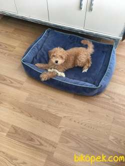 Aşıları Yapılmış Safkan Toy Poodle  3,5 Aylık 4