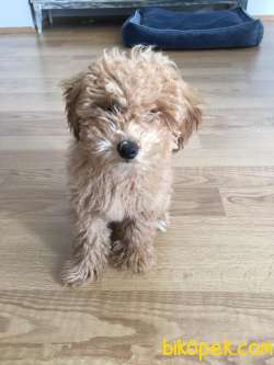 Aşıları Yapılmış Safkan Toy Poodle  3,5 Aylık 1